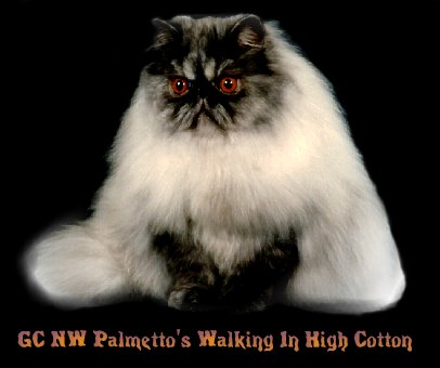 GC NW Palmetto's Walking In High Cotton